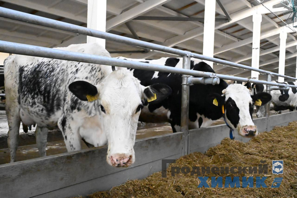 ввод в эксплуатацию после реконструкции молочно-товарного комплекса СУП «Лаздуны-Агро» 1.jpeg